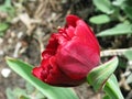 Small crimson terry tulip