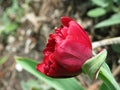 Small crimson terry tulip