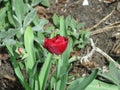 Small crimson terry tulip