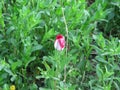 A small crimson tulip