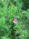 A small crimson tulip