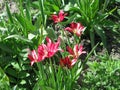 A small crimson tulips