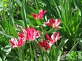 A small crimson tulips