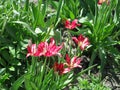 A small crimson tulips