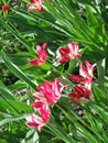 A small crimson tulips