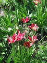 A small crimson tulips