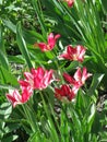 A small crimson tulips