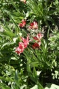 A small crimson tulips