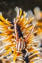 Crinoid shrimp hiding