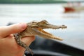 Small crocodile