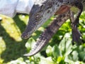 Small crocodile is held in the hands