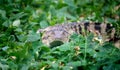 Small crocodile hiding in green grass Royalty Free Stock Photo