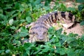 Small crocodile hiding in green grass Royalty Free Stock Photo