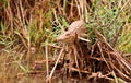 Small crocodile laying on pile of reeds Royalty Free Stock Photo