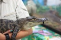 Small crocodile at a reptile show