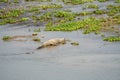 Small crocodile resting in water amidst lush foliage