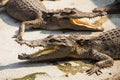 Small crocodiles