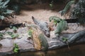 Small crocodille lying on the sand beach in the Osijek city Zoo park