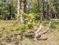 A small crooked coniferous tree in the sunlight in the arboretum