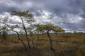 a small crooked pine against a foggy swamp