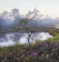 Small crooked pine against a foggy swamp in summer with blooming heather