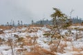 Small crooked pine on the winter field