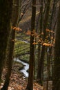 Small crooked river in the forest, early spring