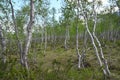 Small crooked trees in the Khibiny mountains, Northern Russia