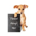 Small Crossbreed Dog Holding Adopt Me Sign