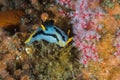 A small Crowned nudibranch Polycera capensis on the reef.