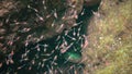 Small crustaceans Mysida Peracarida swarm in the water column between stones, Black Sea