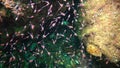 Small crustaceans Mysida Peracarida swarm in the water column between stones, Black Sea