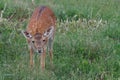 Small cub spotted deer Royalty Free Stock Photo
