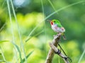 Small Cuban tody perched on a branch Royalty Free Stock Photo