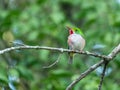 Small Cuban tody perched on a branch Royalty Free Stock Photo