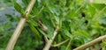 Small Cuban tree frog on green lantana leaf in Florida