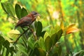 A small cucak coffee bird is searching for prey.