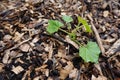 small cucamelon plant growing with wood mulch. young cucamelon crop in the vegetable garden Royalty Free Stock Photo