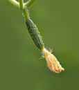 Small cucumber