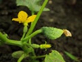 Small cucumber on the bush Royalty Free Stock Photo