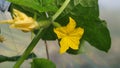 A small cucumber. Cucumber flower blooms in a greenhouse in spring in Moldova Royalty Free Stock Photo