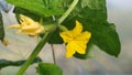 A small cucumber. Cucumber flower blooms in a greenhouse in spring in Moldova Royalty Free Stock Photo