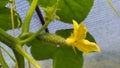 A small cucumber. Cucumber flower blooms in a greenhouse in spring in Moldova Royalty Free Stock Photo