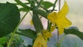 A small cucumber. Cucumber flower blooms in a greenhouse in spring in Moldova Royalty Free Stock Photo