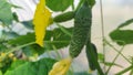 A small cucumber. Cucumber flower blooms in a greenhouse in spring in Moldova Royalty Free Stock Photo