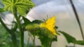 A small cucumber. Cucumber flower blooms in a greenhouse in spring in Moldova Royalty Free Stock Photo