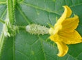 Small cucumber with flower Royalty Free Stock Photo