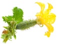 Small cucumber with flower Royalty Free Stock Photo