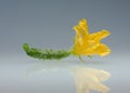 Small cucumber and flower Royalty Free Stock Photo