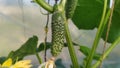 A small cucumber. Cucumber flower blooms in a greenhouse in spring in Moldova Royalty Free Stock Photo